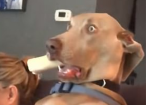 shocked dog meme